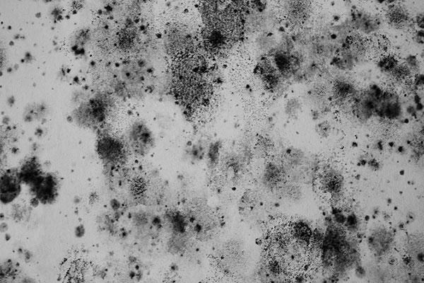 mold removal contractors certified mold remediation contractors Cedarville Ohio Greene County 
