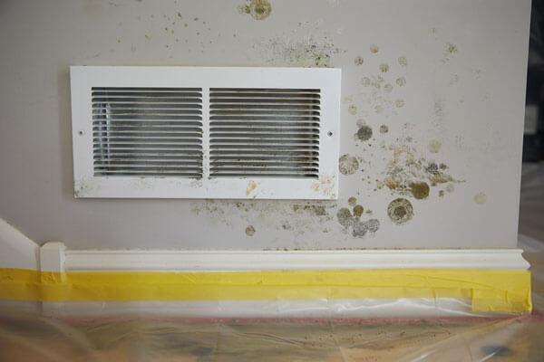 mold removal     