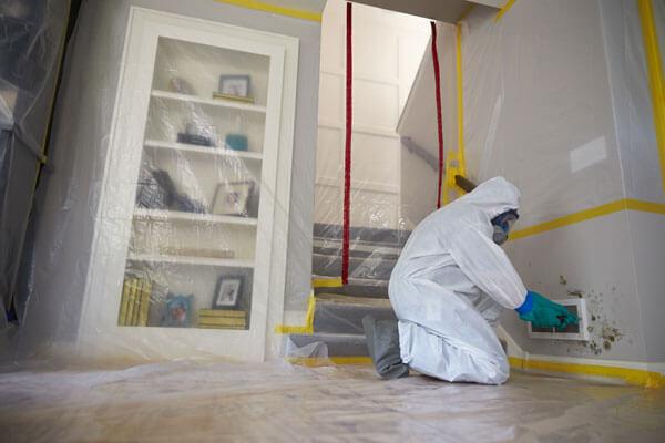 mold removal company  Squire Hill Virginia Albemarle County 